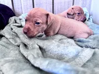 Pinky , a female Miniature Pinscher for sale in Dunn, NC – Photo 7 of 9