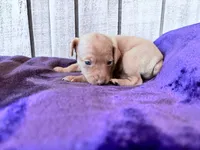 Pinky , a female Miniature Pinscher for sale in Dunn, NC – Photo 3 of 9