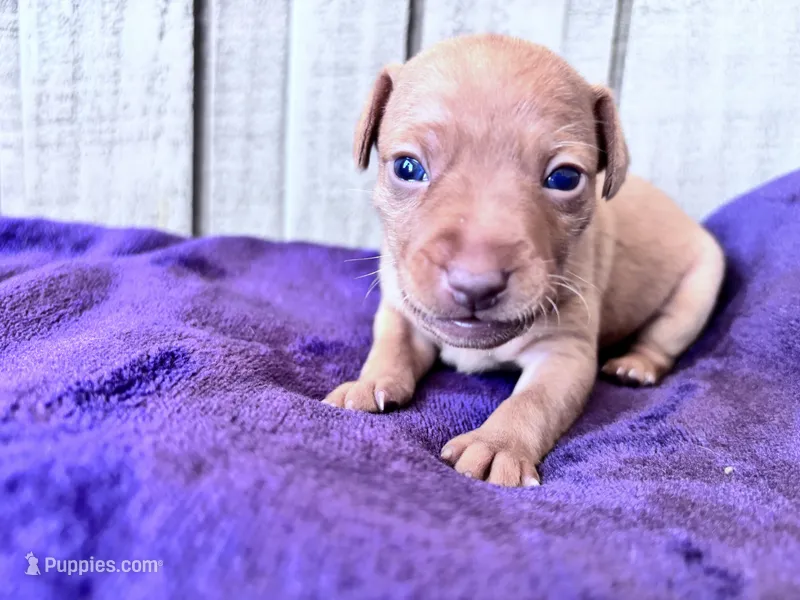 Pinky  – Miniature Pinscher puppy for sale in Dunn, NC