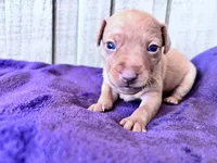 Pinky , a female Miniature Pinscher for sale in Dunn, NC – Photo 1 of 9