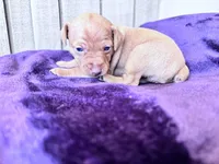 Pinky , a female Miniature Pinscher for sale in Dunn, NC – Photo 5 of 9