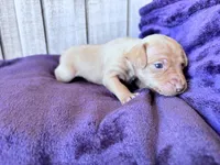 Pinky , a female Miniature Pinscher for sale in Dunn, NC – Photo 4 of 9