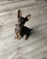 Pinky , a female Miniature Pinscher for sale in Dunn, NC – Photo 9 of 9