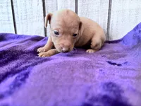 Pinky , a female Miniature Pinscher for sale in Dunn, NC – Photo 2 of 9