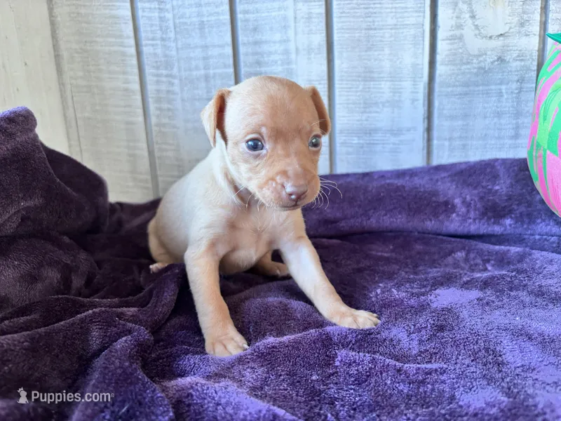 Pinky AKC  – Miniature Pinscher puppy on hold in Dunn, NC