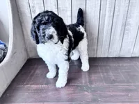 Nova  F1b /CKC , a female Labradoodle and Poodle - Standard  for sale in Dunn, NC – 2 of 9