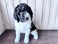 Nova  F1b /CKC , a female Labradoodle and Poodle - Standard  for sale in Dunn, NC – 7 of 9