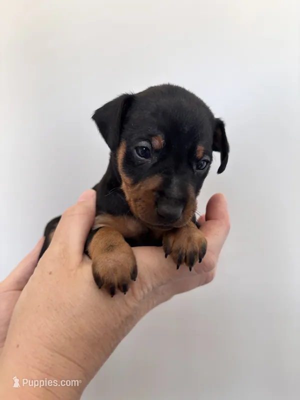 Pepper AKC  – Miniature Pinscher puppy for sale in Dunn, NC