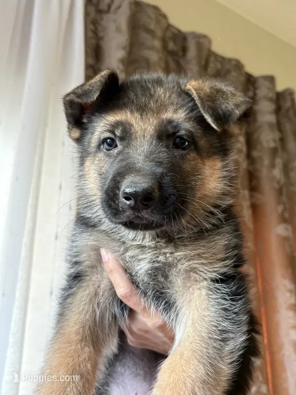 Benji  – German Shepherd Dog puppy for sale in Avondale, AZ