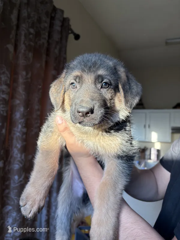 Milo  – German Shepherd Dog puppy for sale in Avondale, AZ