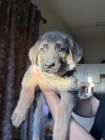 Milo , a male German Shepherd Dog for sale in Avondale, AZ – 1 of 1