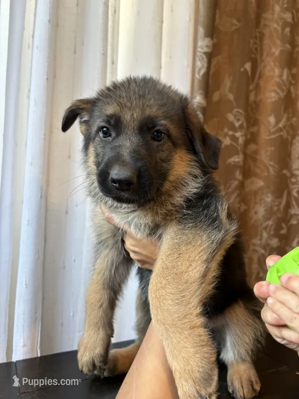 Miles – German Shepherd Dog puppy for sale in Avondale, AZ