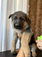 Miles, a male German Shepherd Dog for sale in Avondale, AZ – 1 of 1