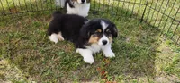 AKC JR , a male Pembroke Welsh Corgi for sale in Harrison, MI – 2 of 4