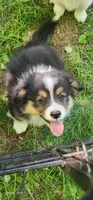 AKC Mac READY NOW, a male Pembroke Welsh Corgi for sale in Harrison, MI – 4 of 5