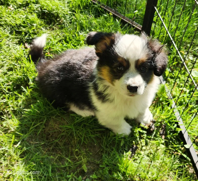 AKC River  – Pembroke Welsh Corgi puppy for sale in Harrison, MI