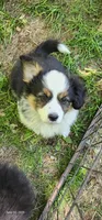 AKC River READY NOW, a female Pembroke Welsh Corgi for sale in Harrison, MI – 2 of 2