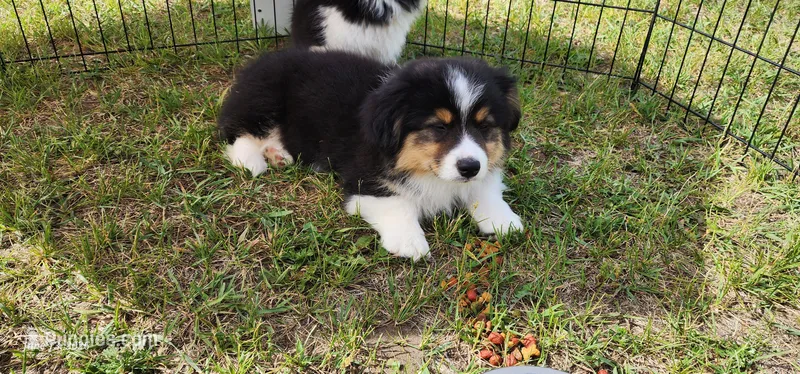 AKC JR  – Pembroke Welsh Corgi puppy for sale in Harrison, MI