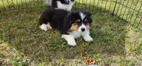 AKC JR , a male Pembroke Welsh Corgi for sale in Harrison, MI – 1 of 4