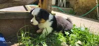 AKC River , a female Pembroke Welsh Corgi for sale in Harrison, MI – 2 of 2