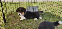 AKC JR , a male Pembroke Welsh Corgi for sale in Harrison, MI – 3 of 4