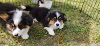 AKC JR , a male Pembroke Welsh Corgi for sale in Harrison, MI – 4 of 4