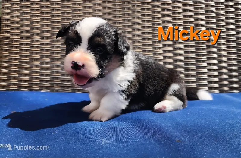 AKC Micky – Pembroke Welsh Corgi puppy for sale in Harrison, MI