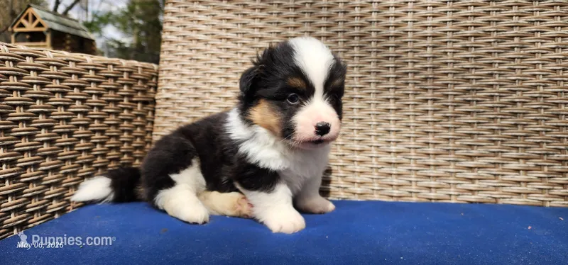 AKC Micky – Pembroke Welsh Corgi puppy for sale in Harrison, MI