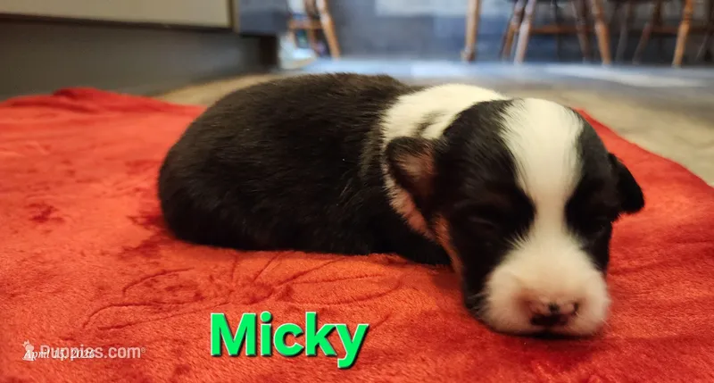 AKC Micky – Pembroke Welsh Corgi puppy for sale in Harrison, MI