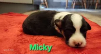 AKC Micky, a male Pembroke Welsh Corgi for sale in Harrison, MI – Photo 1 of 4