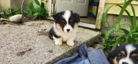 AKC Milo , a male Pembroke Welsh Corgi for sale in Harrison, MI – 2 of 2