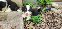 AKC Rain , a female Pembroke Welsh Corgi for sale in Harrison, MI – 2 of 3