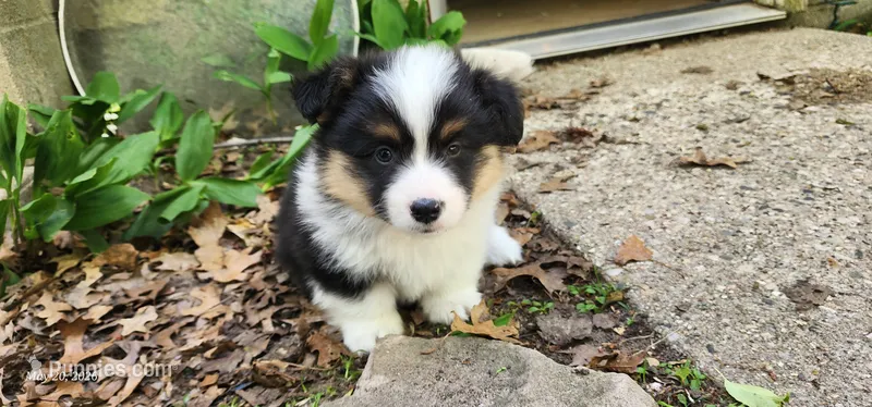 AKC Micky – Pembroke Welsh Corgi puppy for sale in Harrison, MI