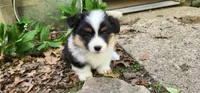 PENDING , a male Pembroke Welsh Corgi for sale in Harrison, MI – 1 of 1