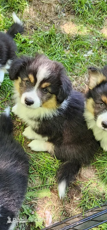 AKC Mac READY NOW – Pembroke Welsh Corgi puppy for sale in Harrison, MI