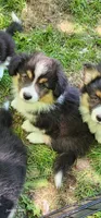 AKC Mac READY NOW, a male Pembroke Welsh Corgi for sale in Harrison, MI – 1 of 5