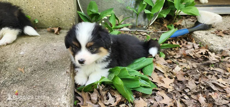 AKC Rain  – Pembroke Welsh Corgi puppy for sale in Harrison, MI