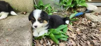 AKC Rain , a female Pembroke Welsh Corgi for sale in Harrison, MI – 1 of 3
