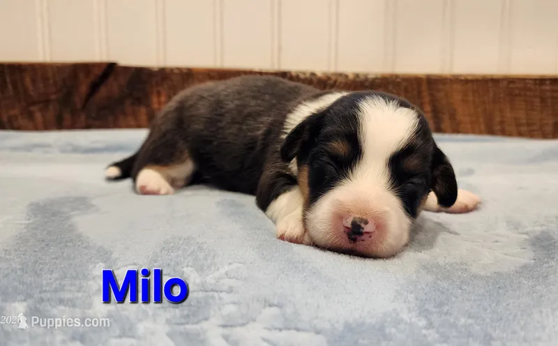 AKC Milo  – Pembroke Welsh Corgi puppy for sale in Harrison, MI