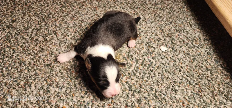 AKC Milo  – Pembroke Welsh Corgi puppy for sale in Harrison, MI