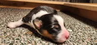 AKC Milo , a male Pembroke Welsh Corgi for sale in Harrison, MI – Photo 2 of 4