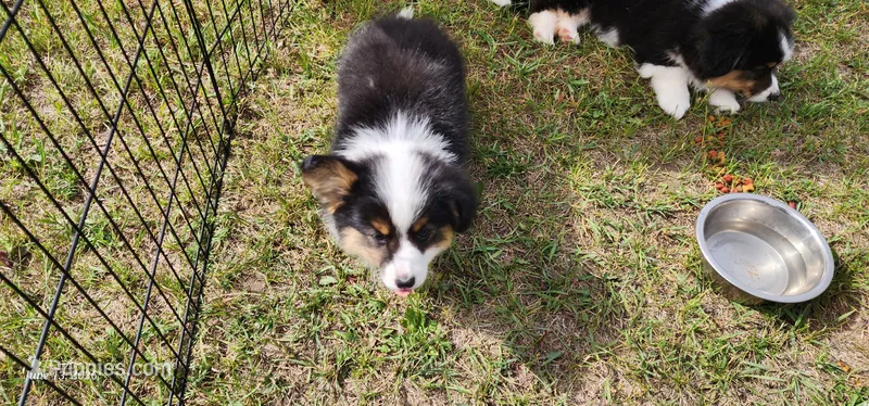 AKC Rain READY NOW  – Pembroke Welsh Corgi puppy for sale in Harrison, MI