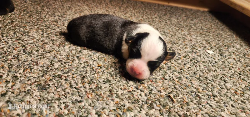 AKC River  – Pembroke Welsh Corgi puppy for sale in Harrison, MI