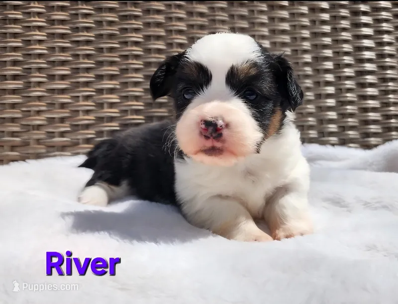 AKC River  – Pembroke Welsh Corgi puppy for sale in Harrison, MI