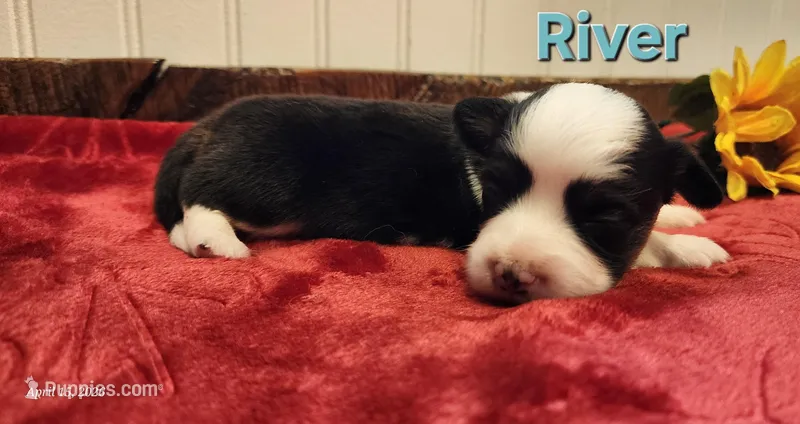 AKC River  – Pembroke Welsh Corgi puppy for sale in Harrison, MI