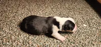 AKC River , a female Pembroke Welsh Corgi for sale in Harrison, MI – Photo 3 of 5
