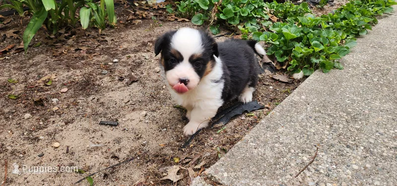 AKC River  – Pembroke Welsh Corgi puppy for sale in Harrison, MI