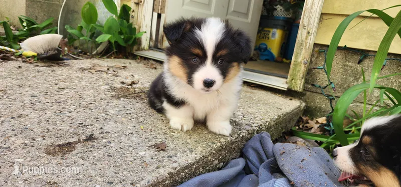 AKC Milo  – Pembroke Welsh Corgi puppy for sale in Harrison, MI