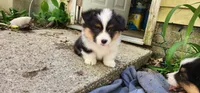 AKC Milo , a male Pembroke Welsh Corgi for sale in Harrison, MI – 1 of 2