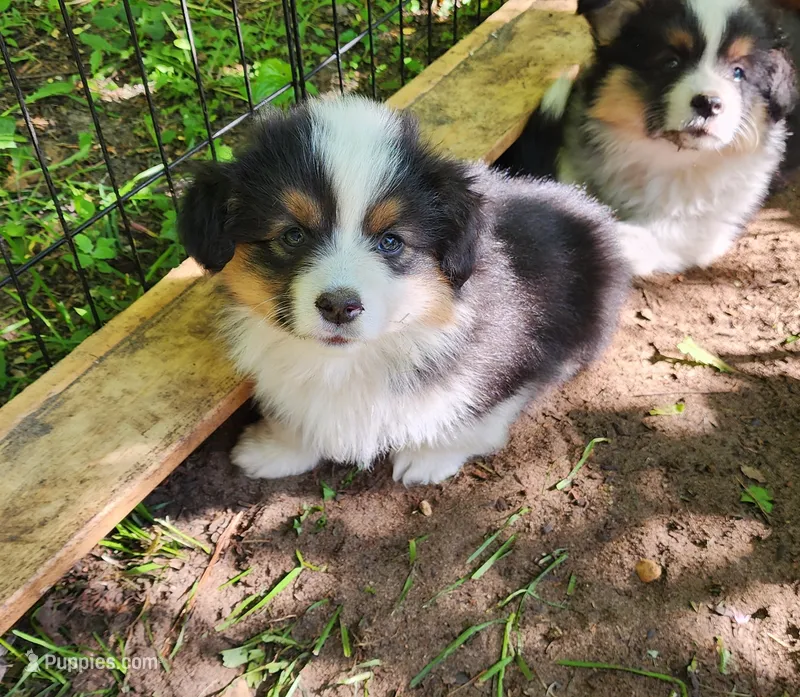 AKC Rain  – Pembroke Welsh Corgi puppy for sale in Harrison, MI